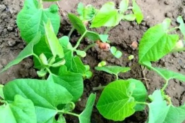 绿豆的种植注意事项，可以在4-5月份进行种植