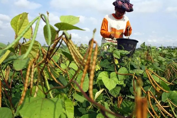 绿豆的种植注意事项，可以在4-5月份进行种植