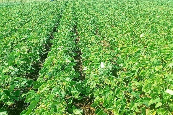 绿豆的种植注意事项，可以在4-5月份进行种植