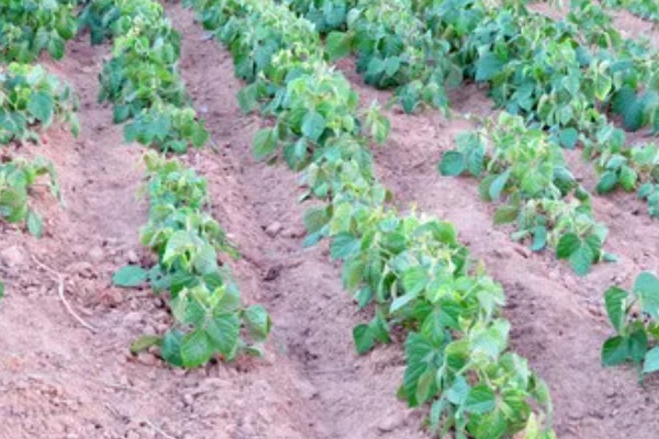 绿豆的种植注意事项，可以在4-5月份进行种植