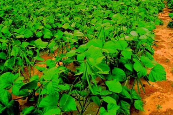 绿豆的种植注意事项，可以在4-5月份进行种植