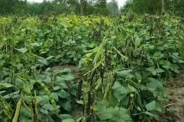 绿豆的种植注意事项，可以在4-5月份进行种植