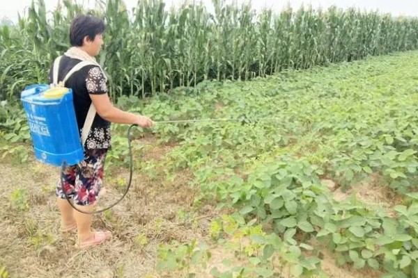 绿豆的种植注意事项，可以在4-5月份进行种植