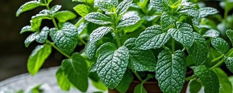 薄荷怎么养殖,夏季每天浇一次水