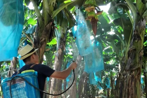 苯甲丙环唑的作用,是新一代的强力杀菌剂