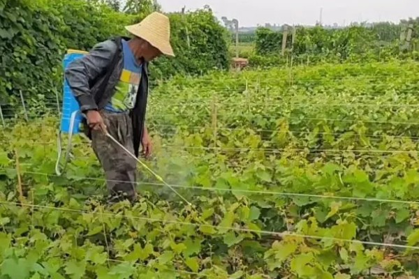苯甲丙环唑的作用,是新一代的强力杀菌剂