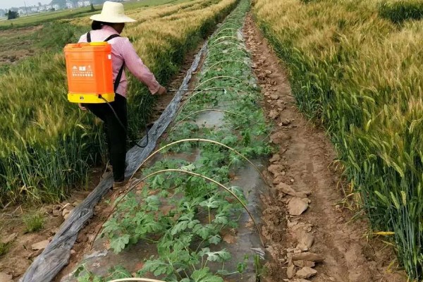 苯甲丙环唑的作用,是新一代的强力杀菌剂