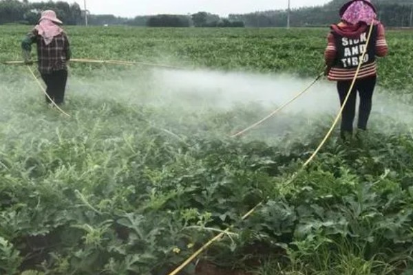 苯甲丙环唑的作用,是新一代的强力杀菌剂