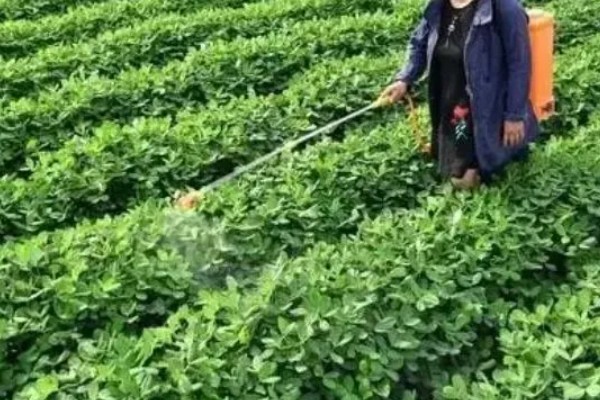 苯甲丙环唑的作用,是新一代的强力杀菌剂