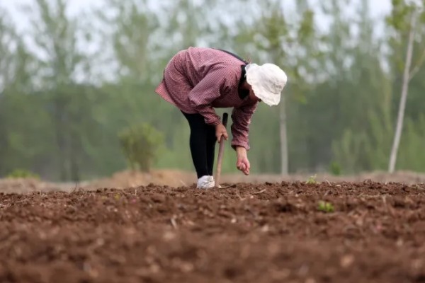 百里香的繁殖方法,可播种也可扦插繁殖