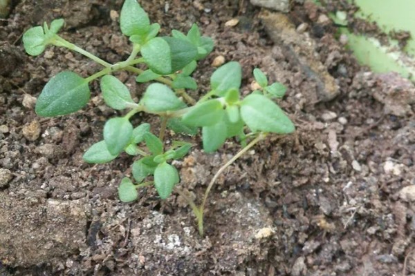 百里香的繁殖方法,可播种也可扦插繁殖