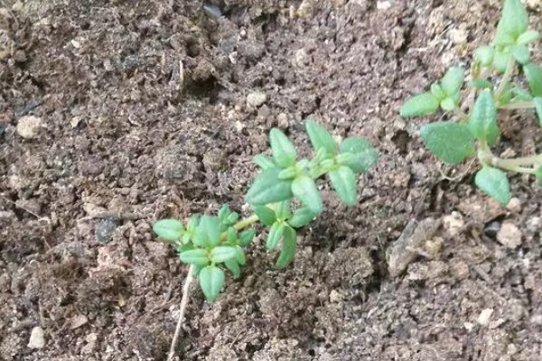 百里香的繁殖方法,可播种也可扦插繁殖