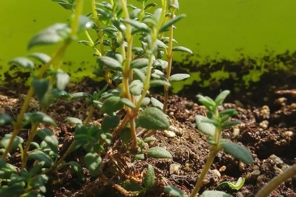 百里香的繁殖方法,可播种也可扦插繁殖