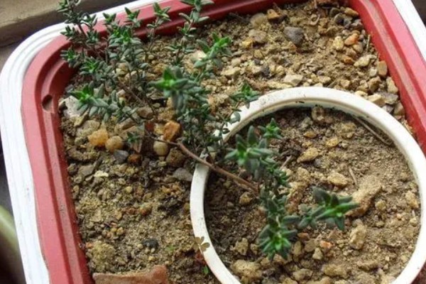 百里香的繁殖方法,可播种也可扦插繁殖