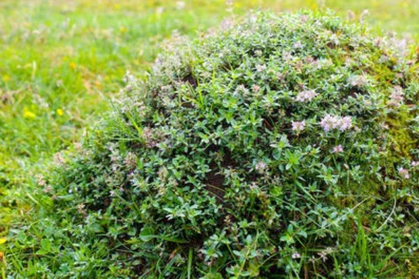 百里香的繁殖方法,可播种也可扦插繁殖