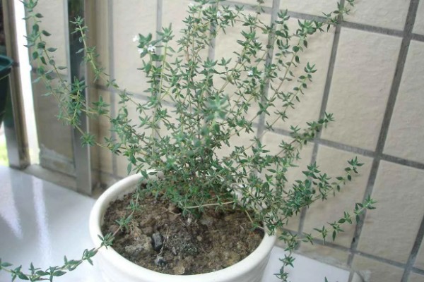 百里香的繁殖方法,可播种也可扦插繁殖