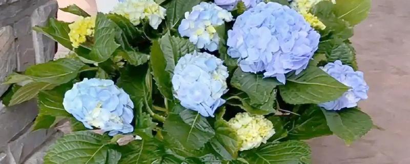 木绣球的修剪方法，剪除徒长枝可让造型更美观