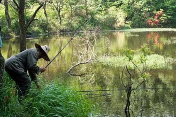 冬季钓鲤鱼如何选择钓位,选择水深2米以上的水草区
