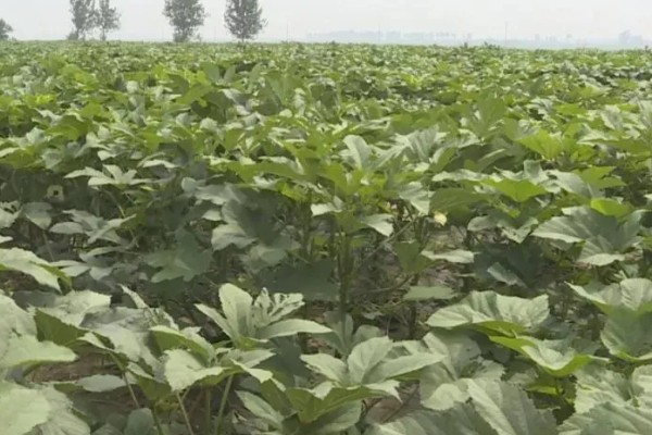 秋葵一亩前期需投入多少,前期需要成本2000元