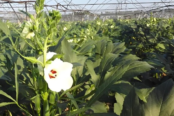 秋葵一亩前期需投入多少,前期需要成本2000元