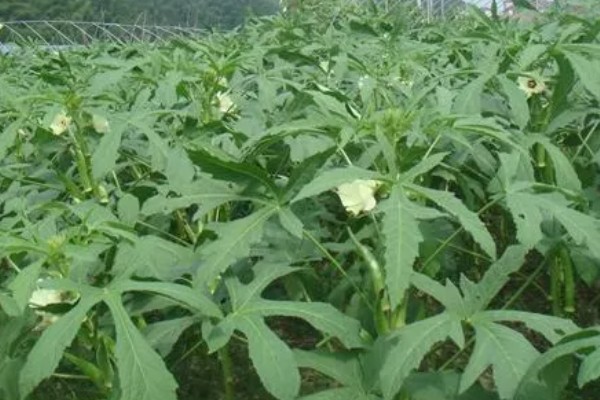 秋葵一亩前期需投入多少,前期需要成本2000元