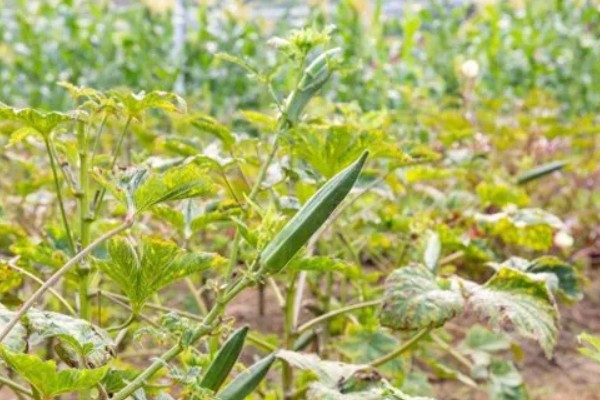 秋葵一亩前期需投入多少,前期需要成本2000元