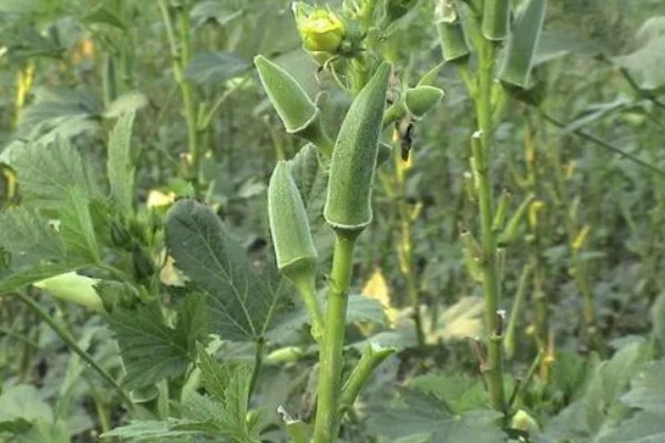 秋葵一亩前期需投入多少,前期需要成本2000元