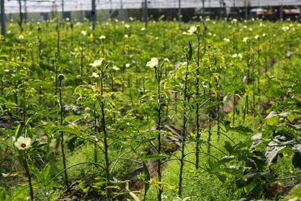 秋葵一亩前期需投入多少,前期需要成本2000元