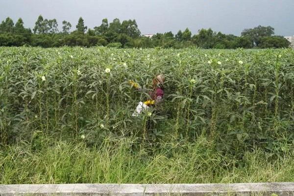 秋葵一亩前期需投入多少,前期需要成本2000元