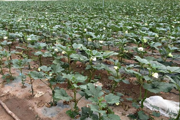 秋葵一亩前期需投入多少,前期需要成本2000元