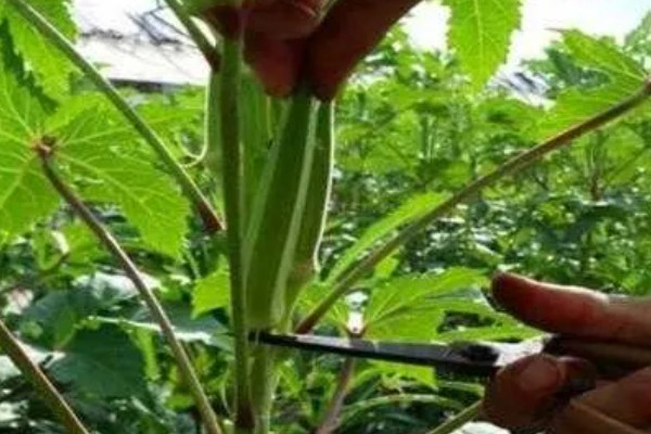 秋葵一亩前期需投入多少,前期需要成本2000元