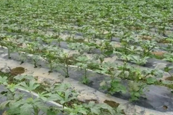 秋葵一亩前期需投入多少,前期需要成本2000元