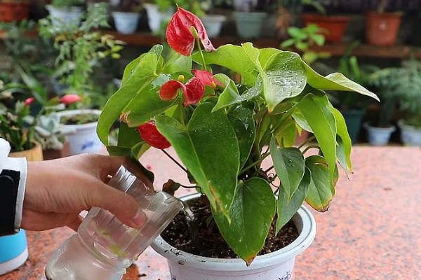 如何给红掌花浇水，可以在雨天接一些雨水来浇