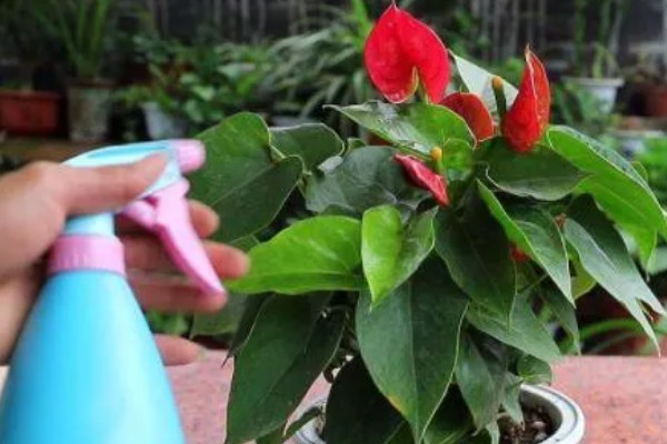 如何给红掌花浇水，可以在雨天接一些雨水来浇