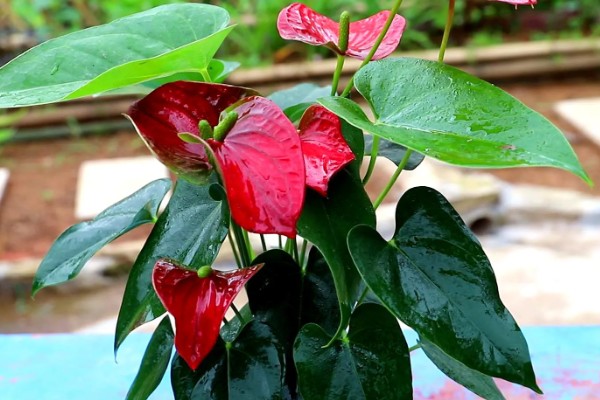 如何给红掌花浇水，可以在雨天接一些雨水来浇