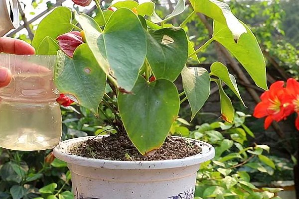 如何给红掌花浇水，可以在雨天接一些雨水来浇