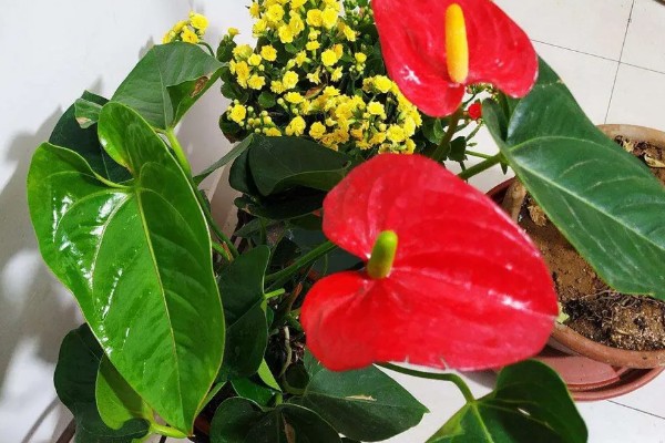 如何给红掌花浇水，可以在雨天接一些雨水来浇