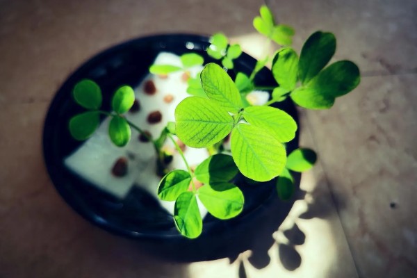 七叶草能水培吗,七叶草可以水培