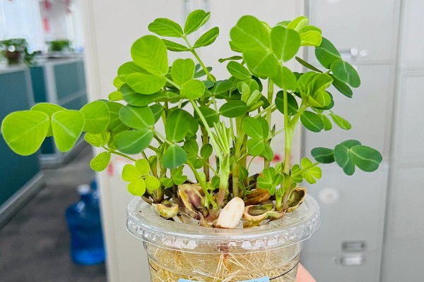 七叶草能水培吗,七叶草可以水培