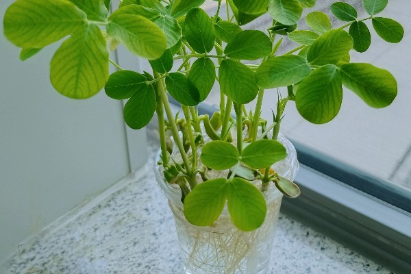 七叶草能水培吗,七叶草可以水培