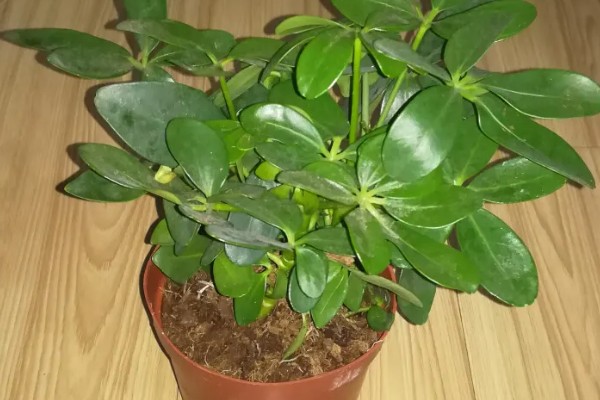 七叶草能水培吗,七叶草可以水培