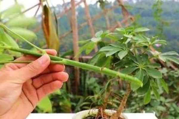 七叶草能水培吗,七叶草可以水培