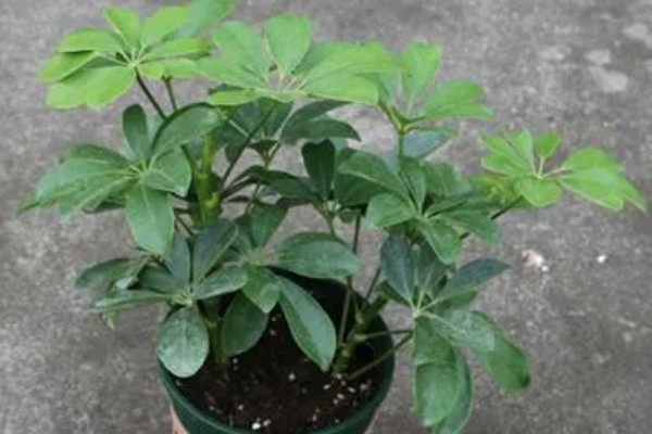 七叶草能水培吗,七叶草可以水培