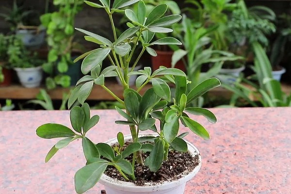 七叶草能水培吗,七叶草可以水培