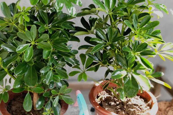 七叶草能水培吗,七叶草可以水培