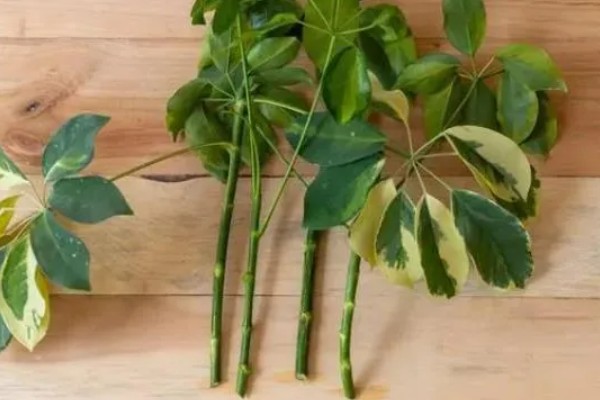 七叶草能水培吗,七叶草可以水培