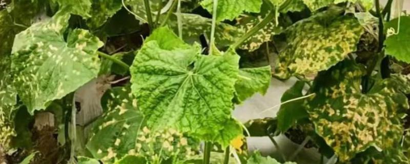 黄瓜霜霉病怎么防治,交替喷施百菌清、甲霜灵锰锌等药物