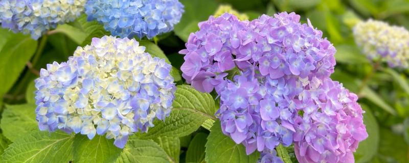 绣球花怎么分株,在早春进行为佳