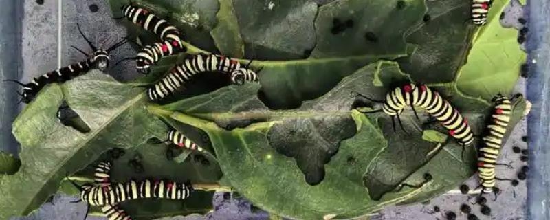 蝴蝶怎么养不会死，选择通风良好的位置养