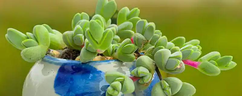 碧玉莲如何上盆,上盆前及时摘除干枯老叶